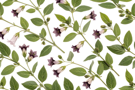 Atropa belladonna flower seamless pattern background