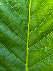 Close-Up of Green Leaf with Prominent Veins