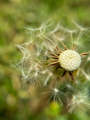 Dandelion Seed Head with Few Remaining Seeds