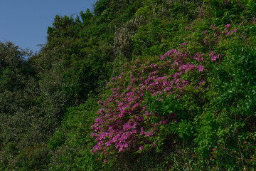Obraz premium Korean Azalea Bush in Bloom, Natural and Lush, Representing Springtime Renewal Against Jeju, South Korea, Umutgae Coast, Seongsan Ilchulbong Backdrop, No Person