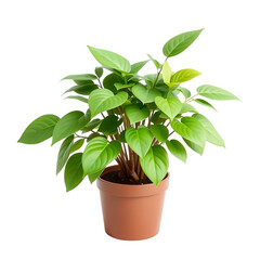 Potted Houseplant with Lush Green Leaves