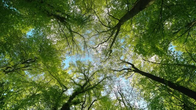 Majestic forest canopy with slow rotating movement. Nature footage with tall deciduous trees in spring or summer and calming bird song