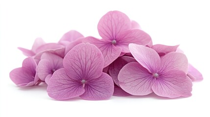 Obraz premium Delicate, light purple hydrangea blossoms cluster.