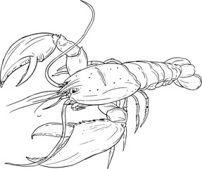 hand drawn lobster