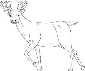 hand drawn deer