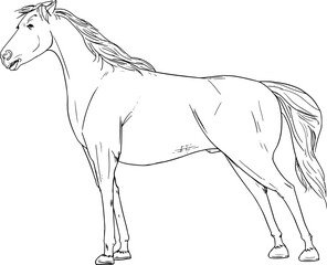 hand drawn horse