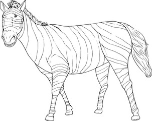 hand drawn zebra