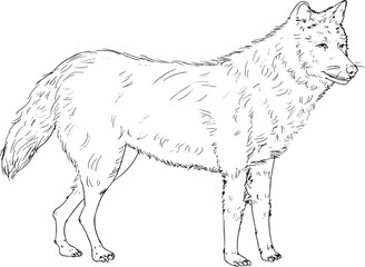 hand drawn wolf