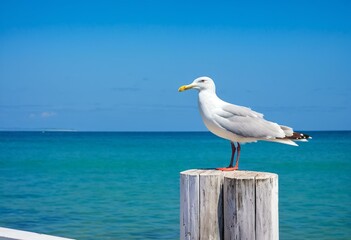 A seagull standing on a wooden post by the ocean.