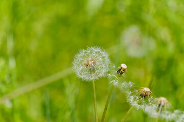綿毛のタンポポと緑の背景