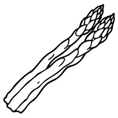 Fototapeta premium Asparagus line art vector