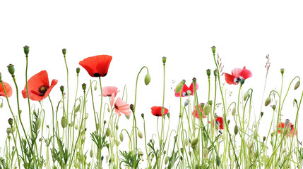 Obraz premium colorful red poppies floral botanical bottom watercolor border PNG Vibrant watercolor floral meadow, Wedding birthday border banner frame 