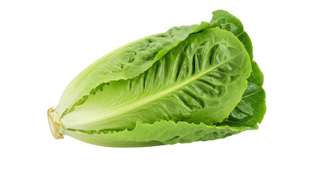 Isolated Head of Romaine Lettuce on White Background