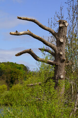 Obraz premium Old gnarled tree with sawn off branches surrounded by green foliage.