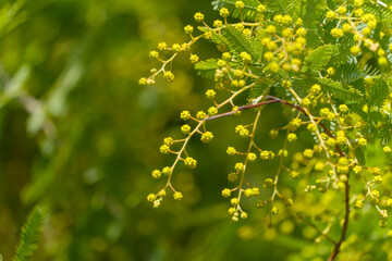 ギンヨウアカシアのつぼみと緑の背景