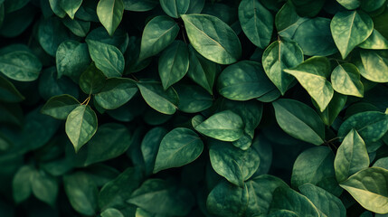 Obraz premium Green leaves in sunlight, Fresh green leaves, Green leaves background, Fresh green grass, green grass background, green leaves in sunlight, green grass background, Green background.