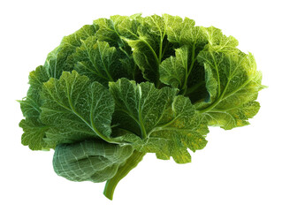Fresh green cabbage ready for cooking or healthy meals