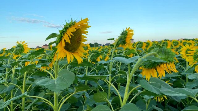 Organic sunflowers are blooming Close-up: behind field of sunflowers you can see houses of eco-village. Concept: natural fertilizers are used to grow sunflowers in agriculture to protect ecology