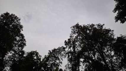 Silhouetted Tree Tops Under a Blanket of Grey Clouds: A Natural and Atmospheric Scene, Suitable for Illustrative Purposes and Stock Photography Representing Overcast Conditions