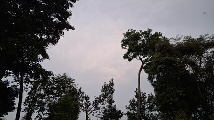 Dark Outlines of Trees Beneath an Overcast Heaven: A Natural Landscape Capturing the Contrast Between Tree Forms and a Grey Sky, Great for Atmospheric Stock Photos and Backgrounds