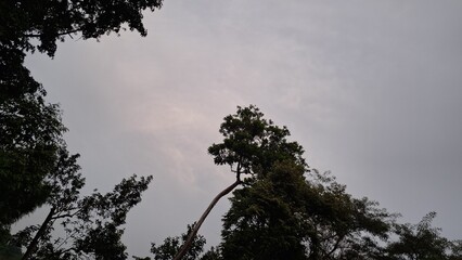 Silhouetted Trees Reaching Towards a Grey, Cloudy Sky: A Serene Yet Moody Outdoor Scene, Excellent for Nature Illustrations and Stock Photography with a Somber Tone.