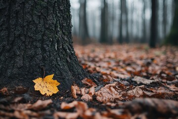 Autumn leaf at base of tree