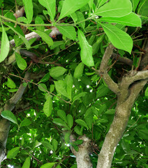 A magnolia tree trunk branches and leaves closeup