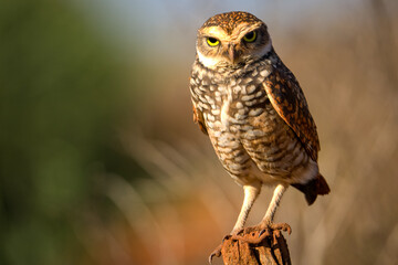 ''Close-Up of a Burrowing Owl Perched on a Stick: A Moment in the Wild