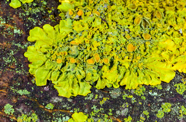 Xanthoria parietina, widespread species of lichen with reproductive organs with spores on wet stones near the Black Sea, Odessa