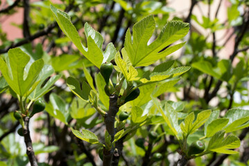 green leaves on a tree