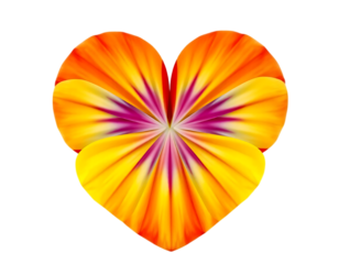 Heart-shaped Pansy Bloom on Transparent Background