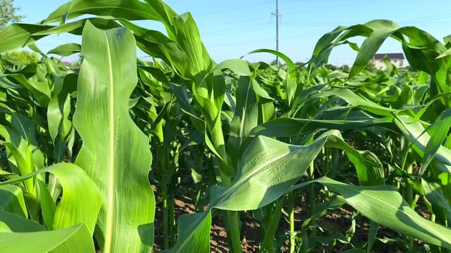 Look at corn between farmhouses, agricultural protection. Close-up: green stalks of corn under bright sun need agricultural protection. Concept of agricultural protection will provide healthy food.