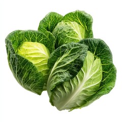Fototapeta premium Fresh Green Cabbages Close up Shot of Three Juicy Water Droplet Covered Heads of Cabbage Isolated on White Background