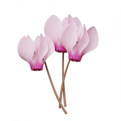 Fototapeta premium Pink Cyclamen Flowers on White Background