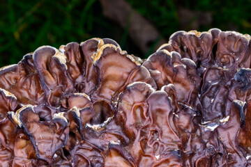 Auricularia mesenterica - saprophytic fungus growing on an old tree stump, Ukraine