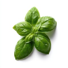 Fototapeta premium Fresh Green Basil Leaves with Water Droplets Isolated on White Background for Culinary Use