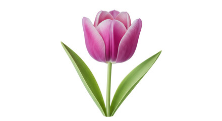 Isolated Tulip