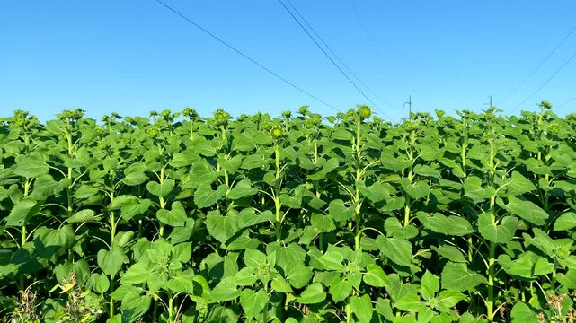 Young sunflowers under blue sky. Slow motion video: green field of young sunflowers under blue sky sways in wind. Concept: agricultural cultivation of sunflower oilseed crop on farmland