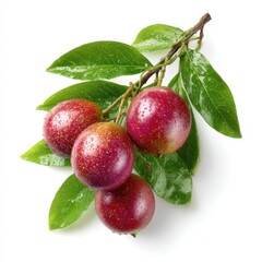 Fresh Red Passion Fruits on Branch with Green Leaves Isolated on White Background