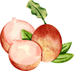 watercolor radish