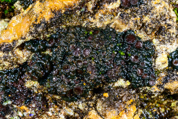 Black crustose lichen with reproductive organs growing on coastal rocks near the Black Sea
