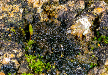 Black crustose lichen with reproductive organs growing on coastal rocks near the Black Sea