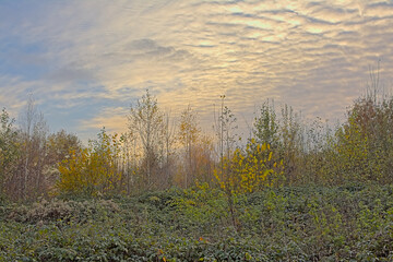 Colorful birch trees and raspberry shrubs on an autumn evening with cirrocumulus clouds in the sky in valley of the `Serksampse Beek` river nature reserve in Lede, Flanders, Belgium 