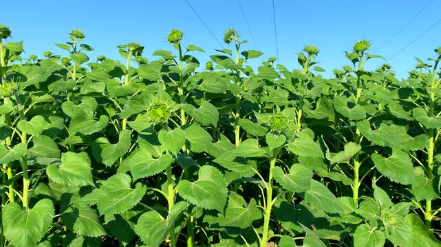 Blue sky, young sunflowers, agricultural protection. Slow motion video: agricultural protection produces results - large leaves, strong sunflowers. Concept: agricultural protection very important task