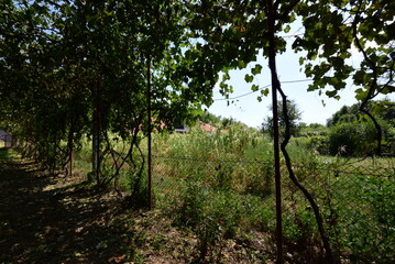 Fototapeta premium trees in the park
