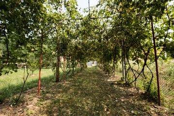 apple tree in the garden