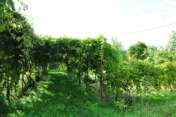 Fototapeta premium vineyard in france