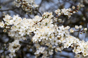 Cherry plum (Prunus cerasifera, Prunus divaricata) blooms in the garden in spring
