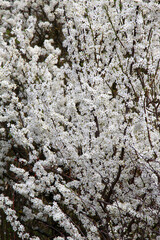 Cherry plum (Prunus cerasifera, Prunus divaricata) blooms in the garden in spring