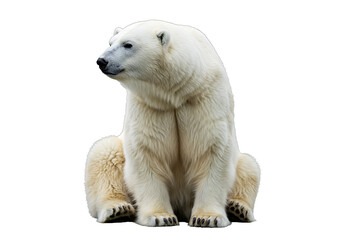 Fototapeta premium Polar bear isolated on white